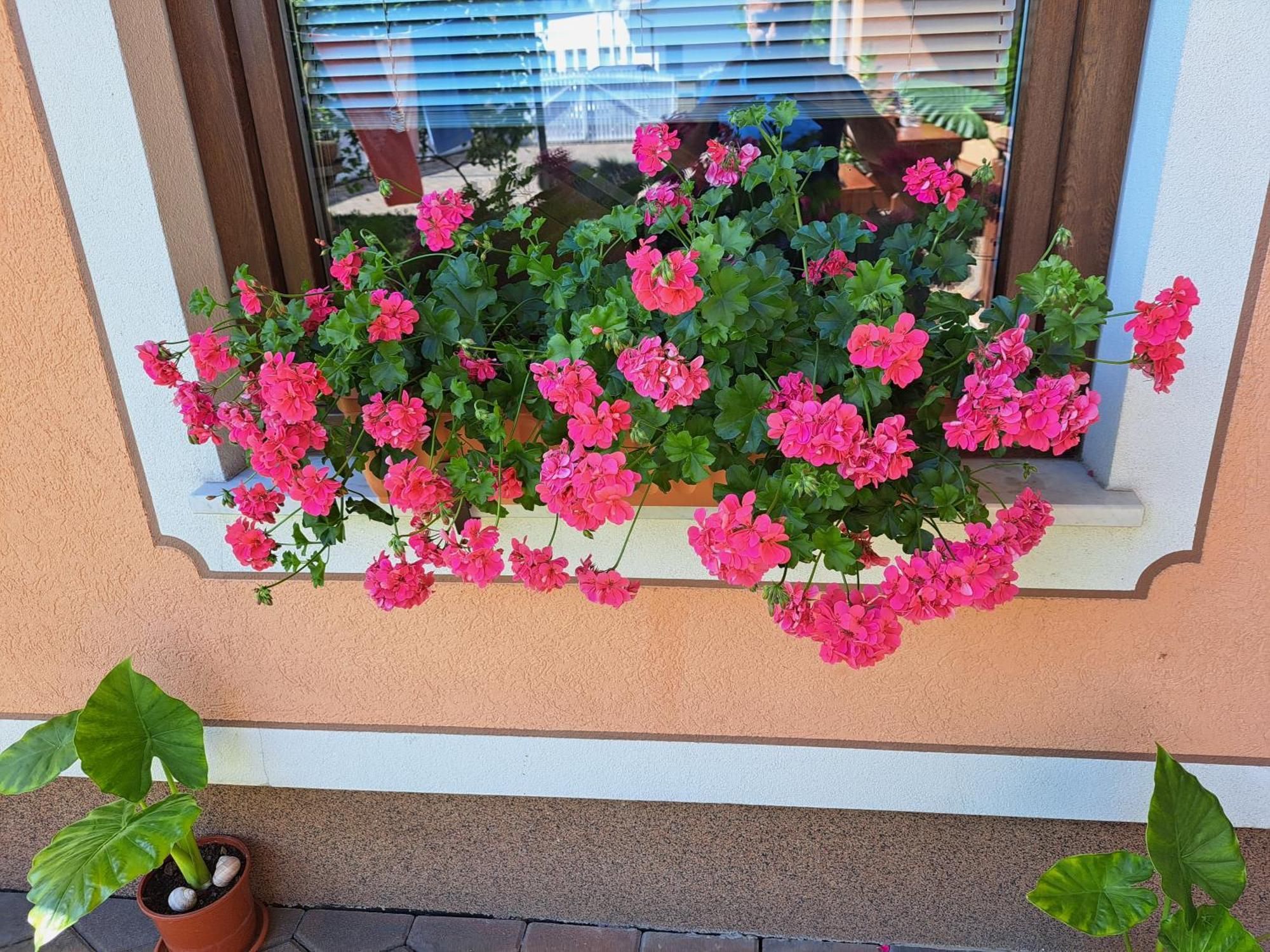 Guesthouse Zivko Dobrovce Экстерьер фото